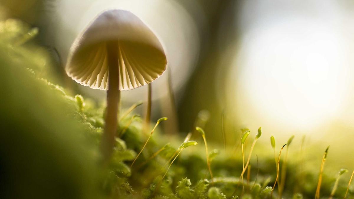 Orlando além dos parques: restaurantes brasileiros e vida noturna