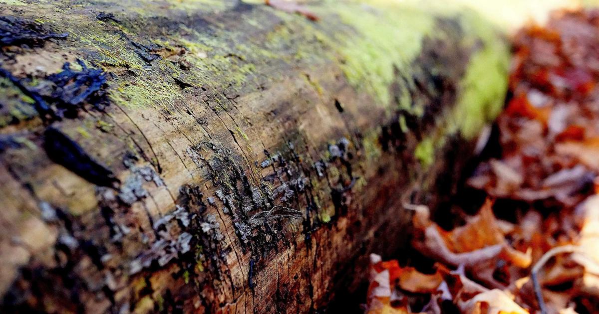 A Elegância Atemporal de Grace Kelly: Um Ícone de Estilo e Sofisticação