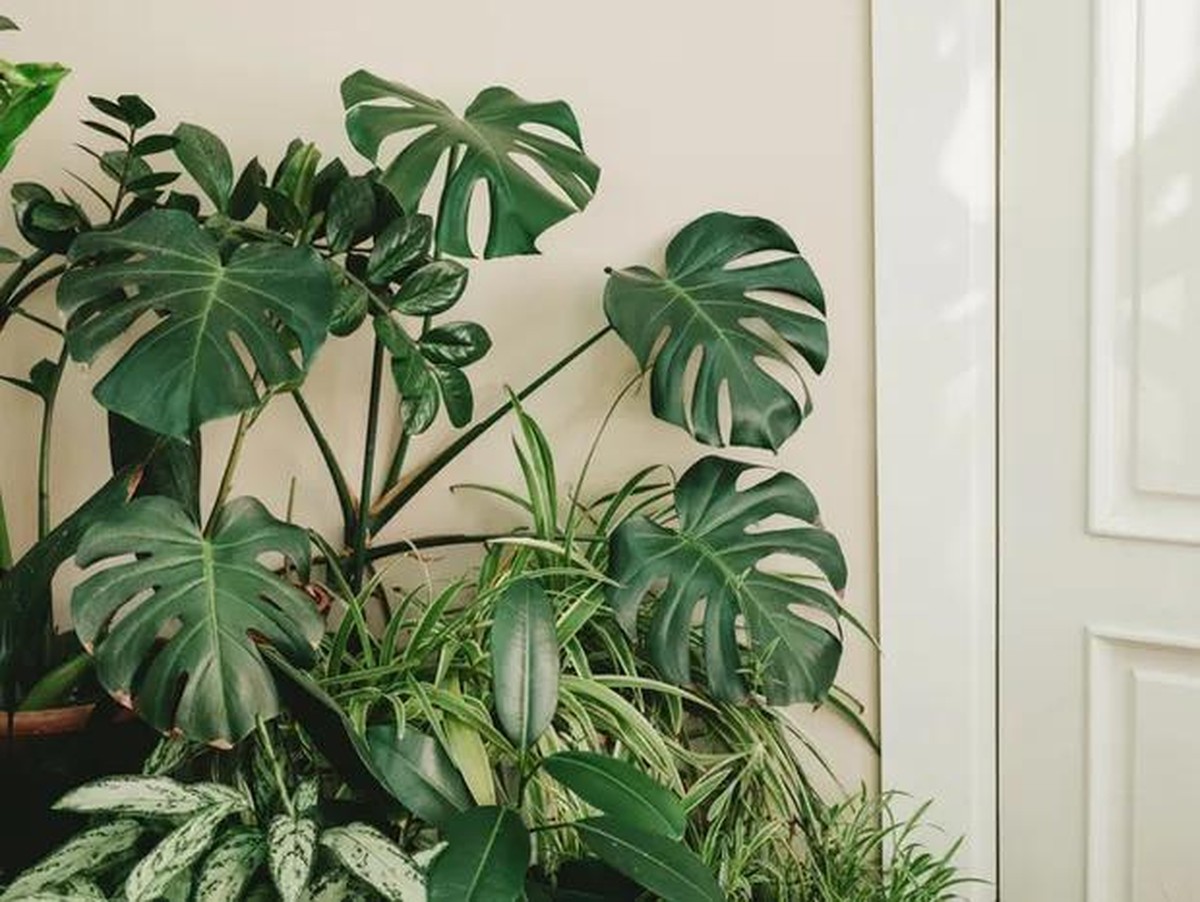 Costela-de-Adão: A Planta que Transforma Ambientes com Elegância