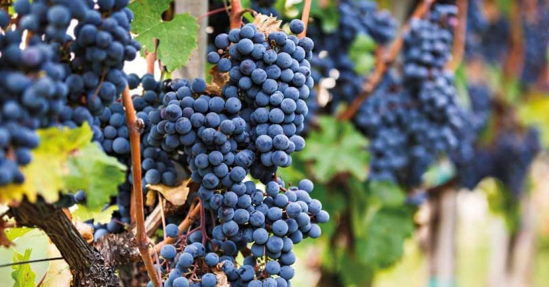 Cabernet Franc: A Joia Esquecida dos Vinhos que Brilha Agora