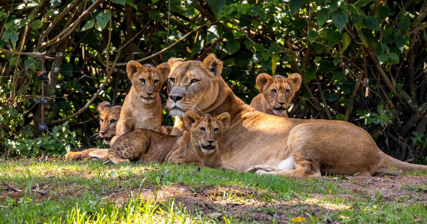 Uma Visita ao Zoológico de São Paulo: Natureza e Educação em Harmonia