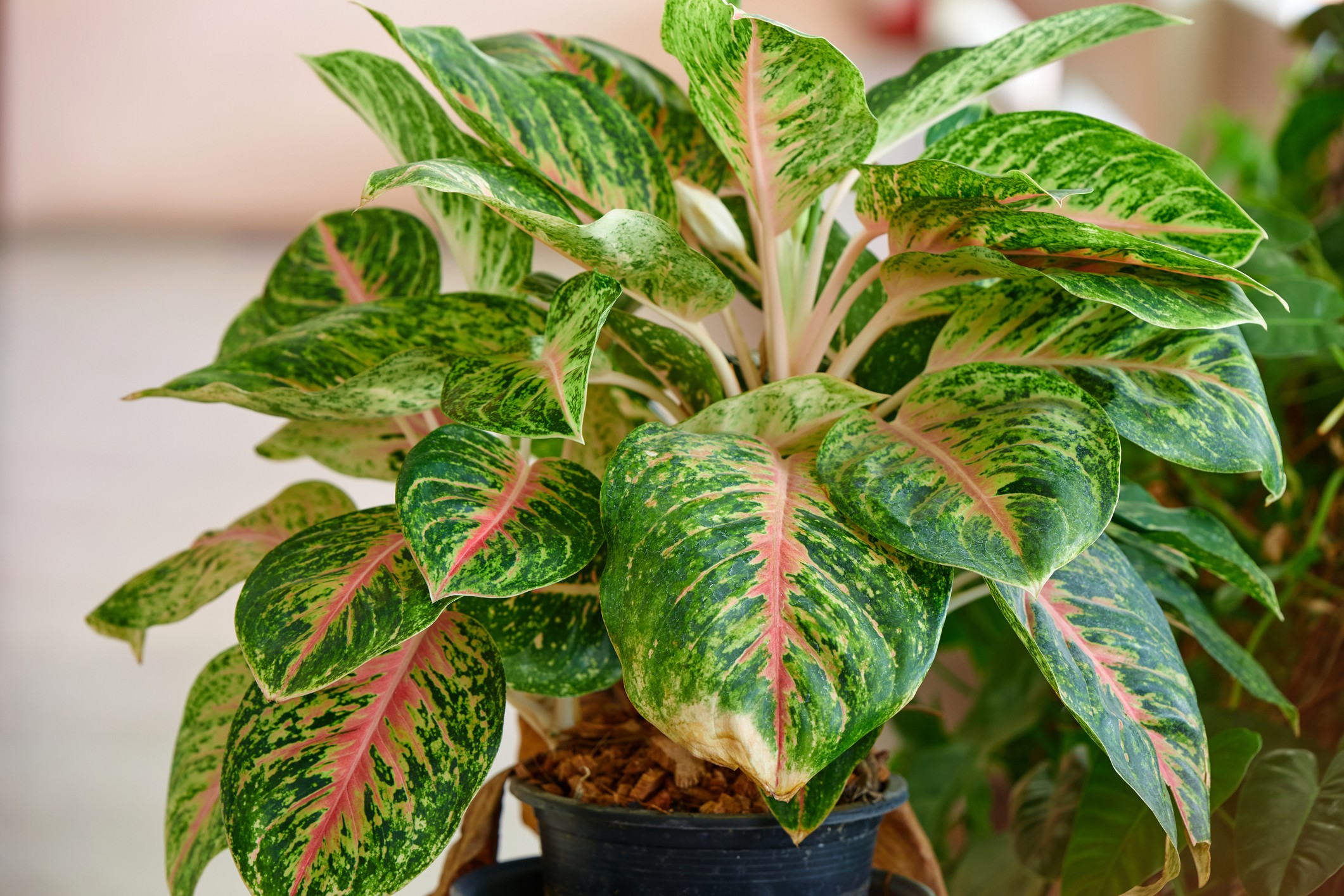 Plantas que Prosperam em Ambientes com Pouca Luz Solar