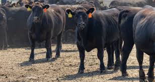 Minerva Foods (BEEF3) em Ascensão: Oportunidades no Mercado de Carne Bovina